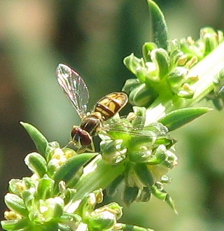 Syrphid Fly