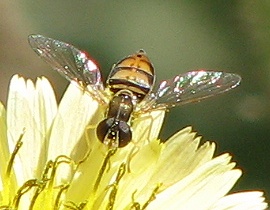 Syrphid Fly