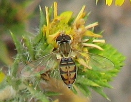 Syrphid Fly