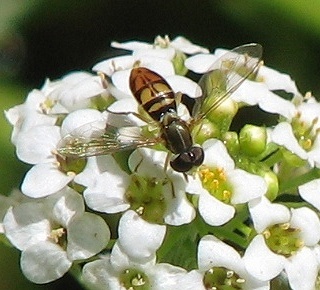 Syrphid Fly