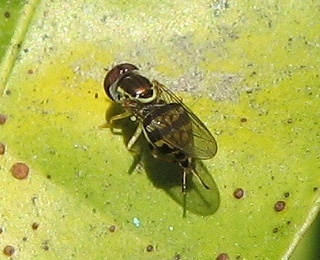 Syrphid Fly