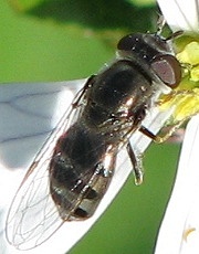 Syrphid Fly