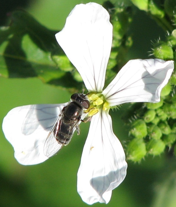 Syrphid Fly