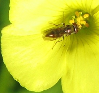 Syrphid Fly