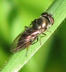 Syrphid Fly