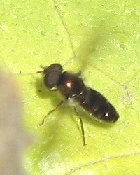 Syrphid Fly