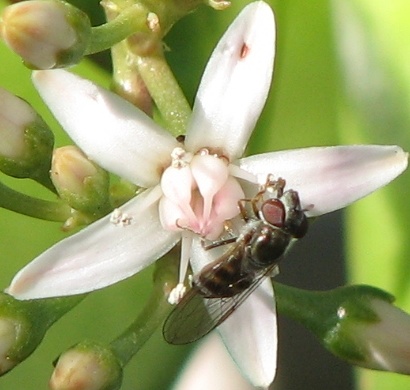 Syrphid Fly