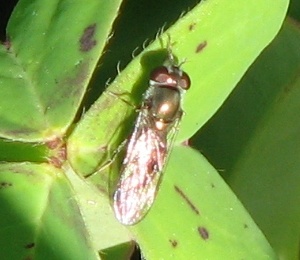 Syrphid Fly