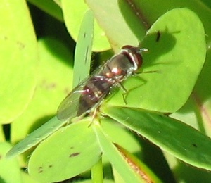 Syrphid Fly