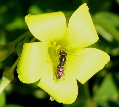 Syrphid Fly