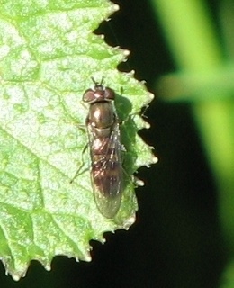 Syrphid Fly