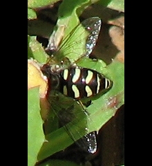 Syrphid Fly