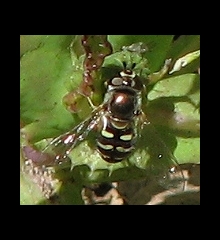 Syrphid Fly