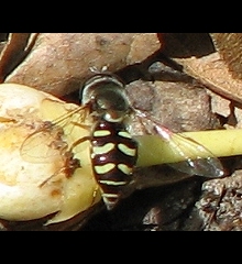 Syrphid Fly