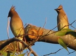 Birds Around Home