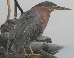 Birds of Lake Elizabeth