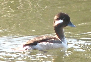 Bufflehead